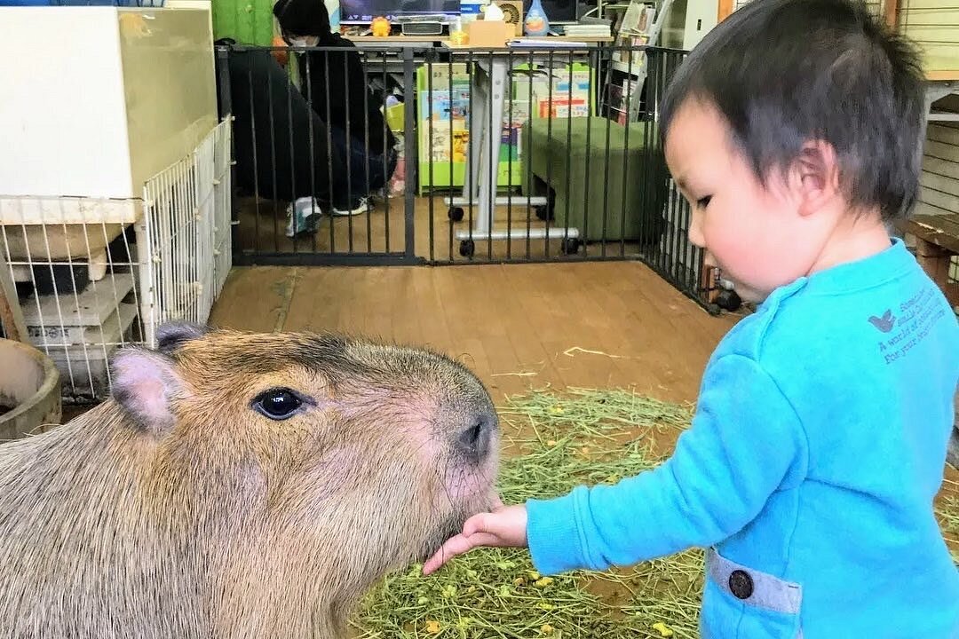 🐾 카피바라 랜드 뿌이뿌이 (Capybara Land PUIPUI) 이미지 1